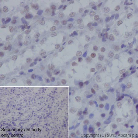 Immunohistochemistry (Formalin/PFA-fixed paraffin-embedded sections) - Anti-SF3B3 antibody [EPR18441] - BSA and Azide free (AB251508)