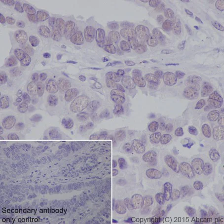 Immunohistochemistry (Formalin/PFA-fixed paraffin-embedded sections) - Anti-SF3B3 antibody [EPR18441] - BSA and Azide free (AB251508)