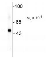 Western blot - Anti-SF3B4 antibody [3A1] (AB183483)