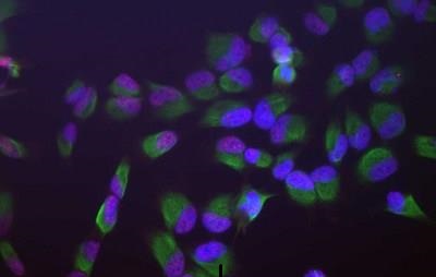 Immunocytochemistry/ Immunofluorescence - Anti-SF3B4 antibody [3A1] (AB233565)