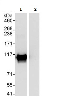 Immunoprecipitation - Anti-SFPQ antibody (AB264197), expandable thumbnail