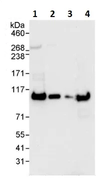 Western blot - Anti-SFPQ antibody (AB264197)