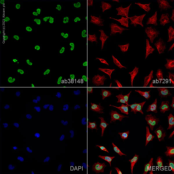 Immunocytochemistry/ Immunofluorescence - Anti-SFPQ antibody (AB38148)