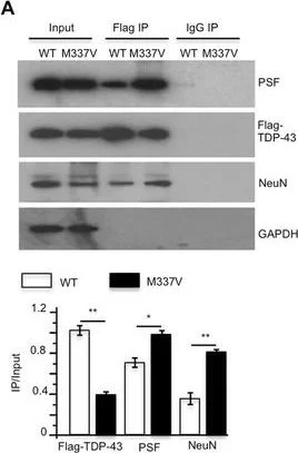 Western blot - Anti-SFPQ antibody (AB38148)