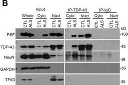 Western blot - Anti-SFPQ antibody (AB38148)