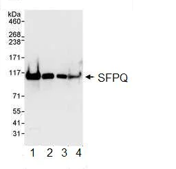 Western blot - Anti-SFPQ antibody (AB99357)