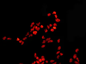Immunocytochemistry/ Immunofluorescence - Anti-SFPQ antibody [EPR11846] (AB177936)