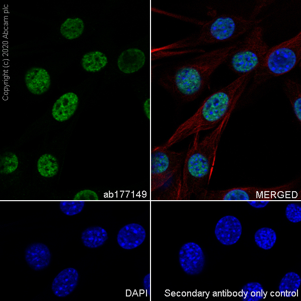 Immunocytochemistry/ Immunofluorescence - Anti-SFPQ antibody [EPR11847] (AB177149), expandable thumbnail