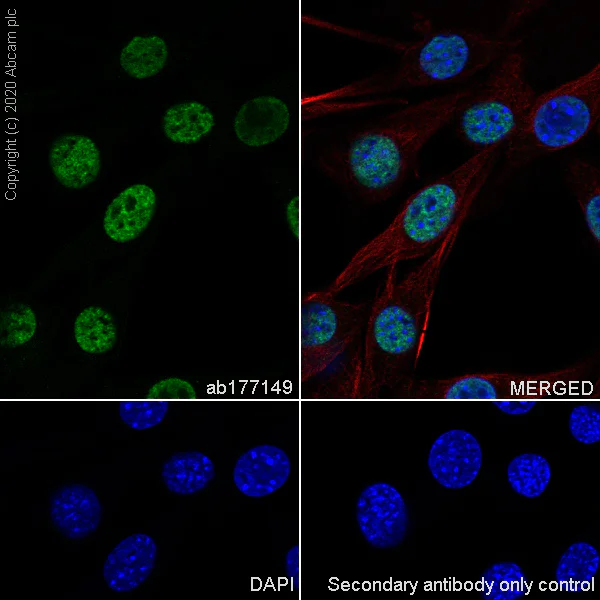 Immunocytochemistry/ Immunofluorescence - Anti-SFPQ antibody [EPR11847] - BSA and Azide free (AB246358)