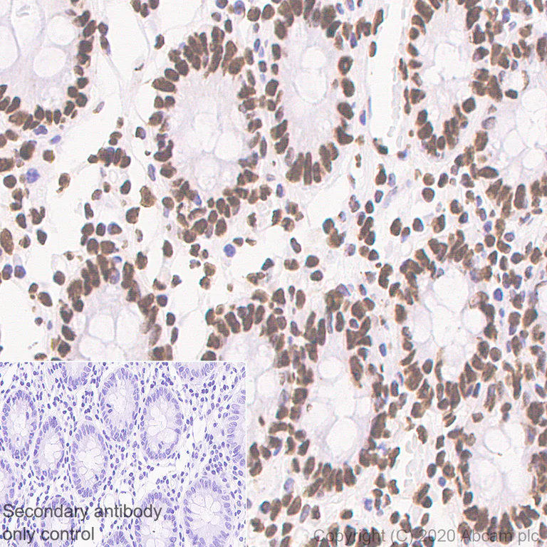 Immunohistochemistry (Formalin/PFA-fixed paraffin-embedded sections) - Anti-SFPQ antibody [EPR11847] - BSA and Azide free (AB246358)