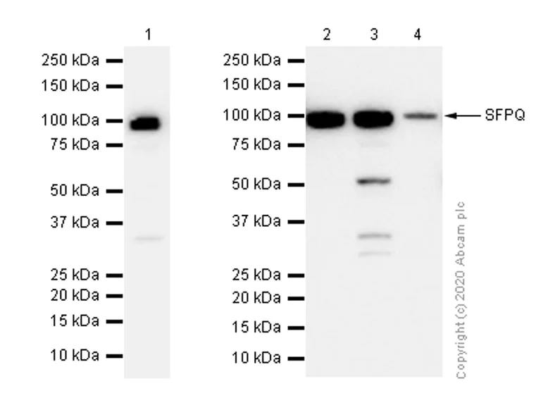 Western blot - Anti-SFPQ antibody [EPR11847] - BSA and Azide free (AB246358)