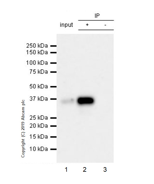 Immunoprecipitation - Anti-SFRP1 antibody [EPR23092-253] (AB267466), expandable thumbnail