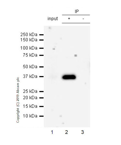 Immunoprecipitation - Anti-SFRP1 antibody [EPR23092-253] (AB267466), expandable thumbnail