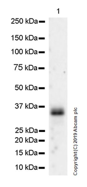 Western blot - Anti-SFRP1 antibody [EPR23092-253] (AB267466), expandable thumbnail