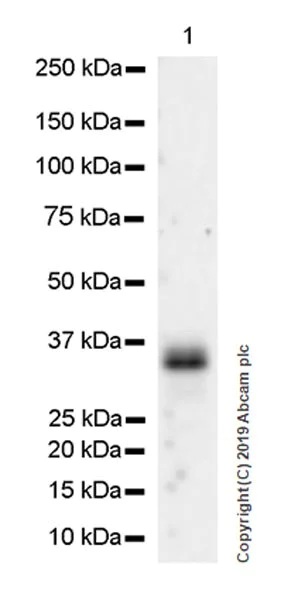 Western blot - Anti-SFRP1 antibody [EPR23092-253] (AB267466)