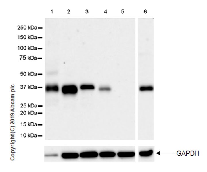 Western blot - Anti-SFRP1 antibody [EPR23092-253] (AB267466), expandable thumbnail