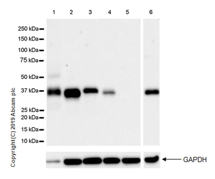 Western blot - Anti-SFRP1 antibody [EPR23092-253] (AB267466)