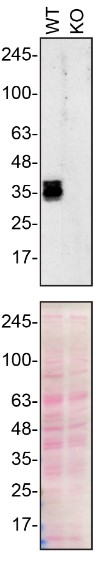 Western blot - Anti-SFRP1 antibody [EPR23092-253] (ab267466), expandable thumbnail