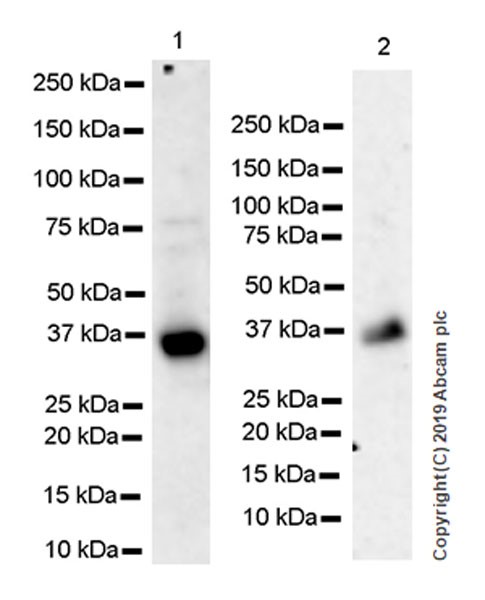 Western blot - Anti-SFRP1 antibody [EPR23092-253] (AB267466), expandable thumbnail
