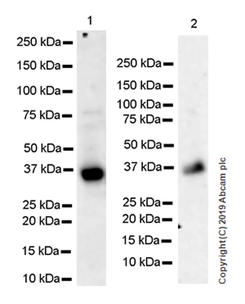 Western blot - Anti-SFRP1 antibody [EPR23092-253] (AB267466)
