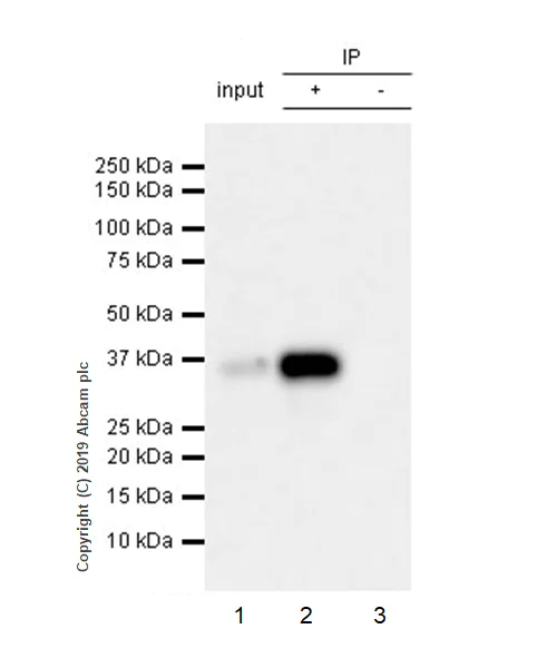 Immunoprecipitation - Anti-SFRP1 antibody [EPR23092-253] - BSA and Azide free (AB269949)