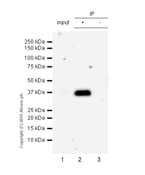 Immunoprecipitation - Anti-SFRP1 antibody [EPR23092-253] - BSA and Azide free (AB269949)