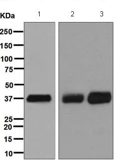 Western blot - Anti-SFRP1 antibody [EPR7003] (AB126613)