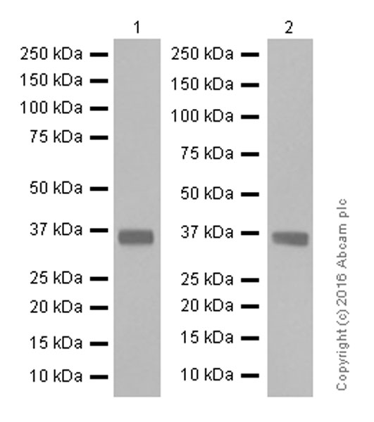 Western blot - Anti-SFRP1 antibody [EPR7003] (AB126613), expandable thumbnail