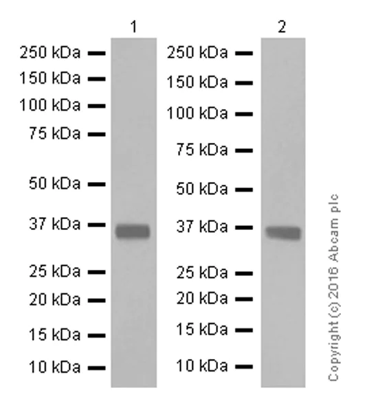 Western blot - Anti-SFRP1 antibody [EPR7003] (AB126613)