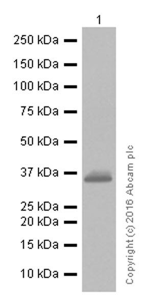 Western blot - Anti-SFRP1 antibody [EPR7003] (AB126613), expandable thumbnail