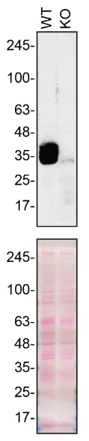 Western blot - Anti-SFRP1 antibody [EPR7003] - BSA and Azide free (AB240023)