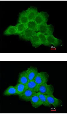 Immunocytochemistry/ Immunofluorescence - Anti-SFRP2 antibody - C-terminal (AB137560)