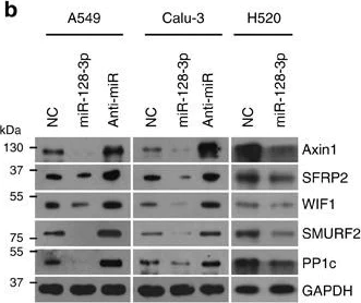 Western blot - Anti-SFRP2 antibody - C-terminal (AB137560)