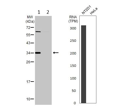Western blot - Anti-SFRP2 antibody - C-terminal (AB137560)