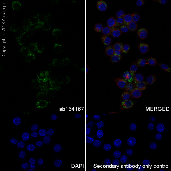 Immunocytochemistry/ Immunofluorescence - Anti-SFRP4 antibody [EPR9389] - BSA and Azide free (AB240126), expandable thumbnail