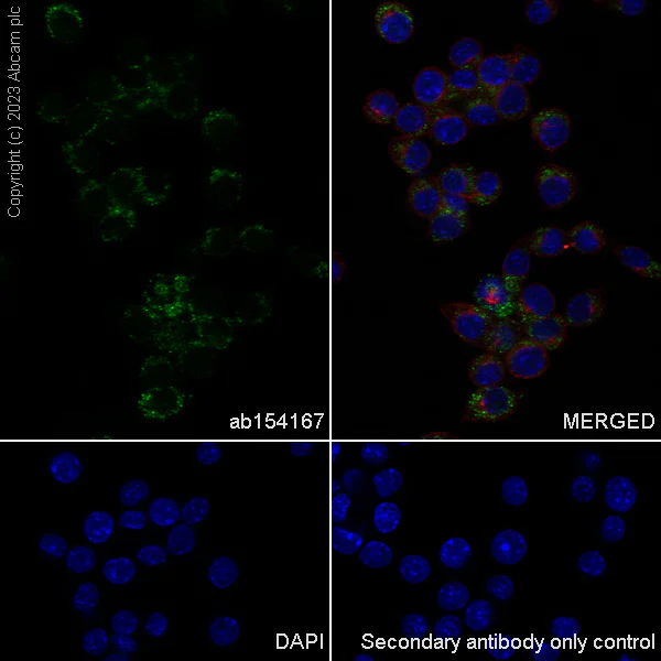 Immunocytochemistry/ Immunofluorescence - Anti-SFRP4 antibody [EPR9389] - BSA and Azide free (AB240126)