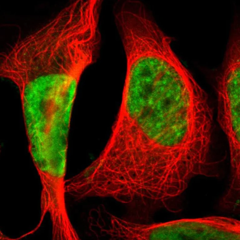 Immunocytochemistry/ Immunofluorescence - Anti-SFRS11 antibody (AB254733)