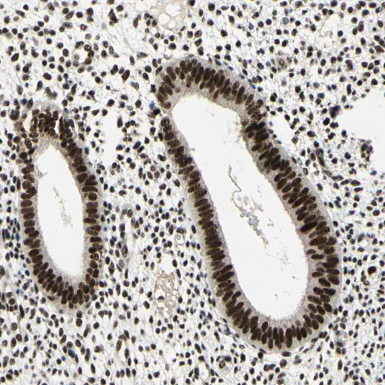 Immunohistochemistry (Formalin/PFA-fixed paraffin-embedded sections) - Anti-SFRS11 antibody (AB254733)