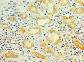 Immunohistochemistry (Formalin/PFA-fixed paraffin-embedded sections) - Anti-SFRS4/SRSF4 antibody (AB235606)