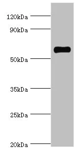Western blot - Anti-SFRS4/SRSF4 antibody (AB235606)