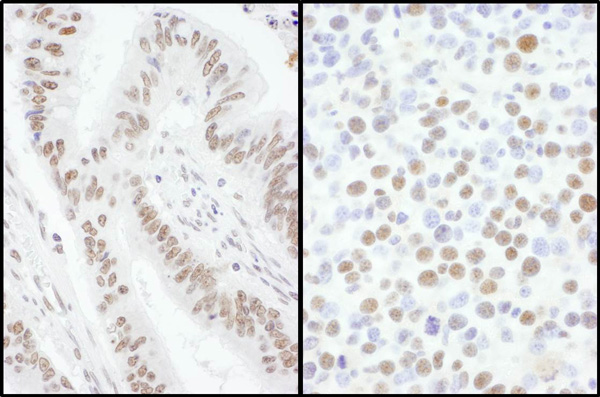 Immunohistochemistry (Formalin/PFA-fixed paraffin-embedded sections) - Anti-SFRS7/SRSF7 antibody (AB137247)