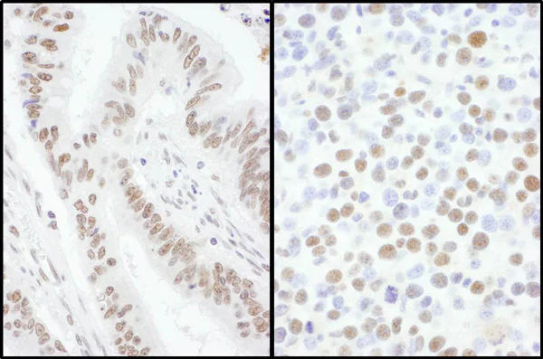 Immunohistochemistry (Formalin/PFA-fixed paraffin-embedded sections) - Anti-SFRS7/SRSF7 antibody (AB137247)