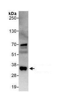 Immunoprecipitation - Anti-SFRS7/SRSF7 antibody (AB137247)