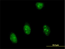 Immunocytochemistry/ Immunofluorescence - Anti-SFRS7/SRSF7 antibody (AB72616)