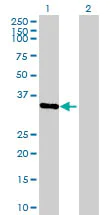 Western blot - Anti-SFRS7/SRSF7 antibody (AB72616)