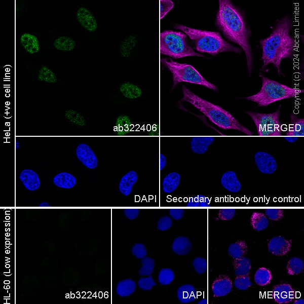 Immunocytochemistry/ Immunofluorescence - Anti-SFRS7/SRSF7 antibody [EPR28621-501] (AB322406)