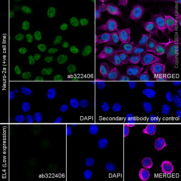Immunocytochemistry/ Immunofluorescence - Anti-SFRS7/SRSF7 antibody [EPR28621-501] (AB322406)
