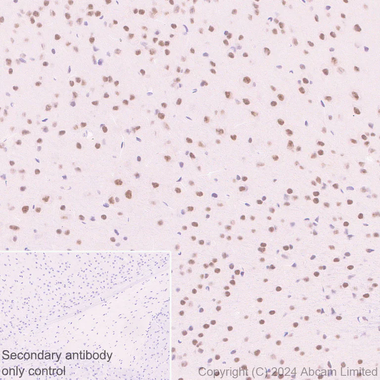Immunohistochemistry (Formalin/PFA-fixed paraffin-embedded sections) - Anti-SFRS7/SRSF7 antibody [EPR28621-501] (AB322406)