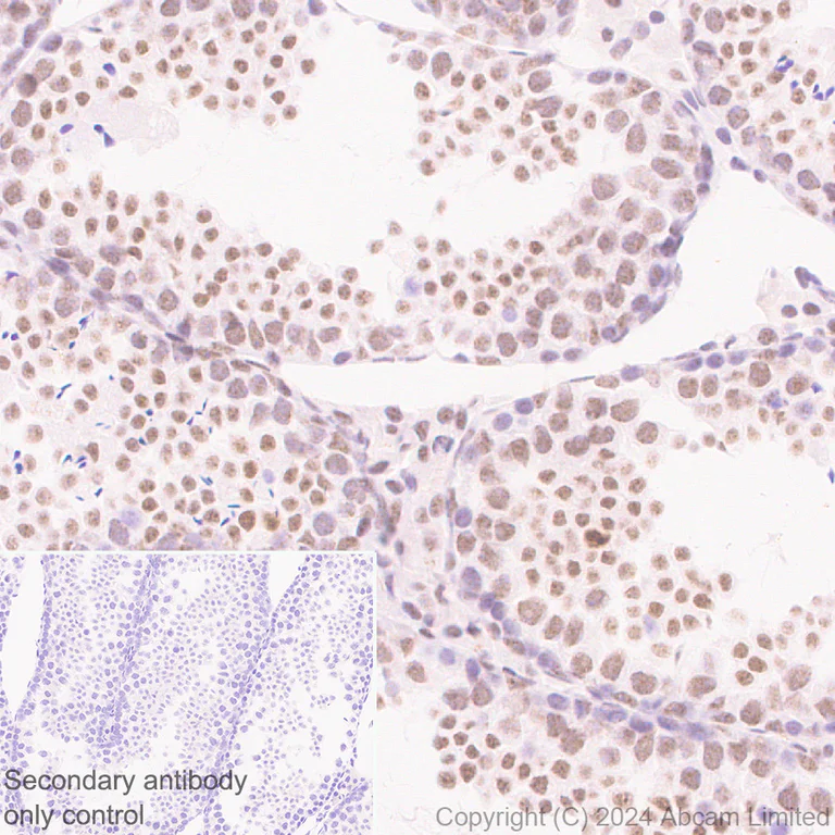 Immunohistochemistry (Formalin/PFA-fixed paraffin-embedded sections) - Anti-SFRS7/SRSF7 antibody [EPR28621-501] (AB322406)