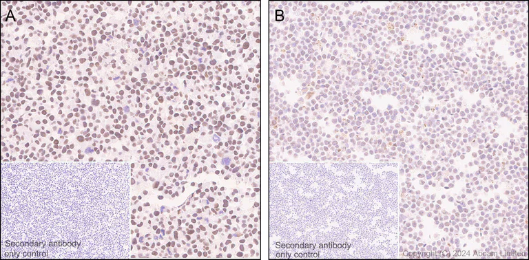 Immunohistochemistry (Formalin/PFA-fixed paraffin-embedded sections) - Anti-SFRS7/SRSF7 antibody [EPR28621-501] (AB322406)